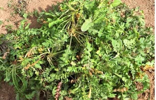 野草|农村有种野草,煮鸡蛋吃了治头晕,还是驱蚊虫好帮手,网友不错