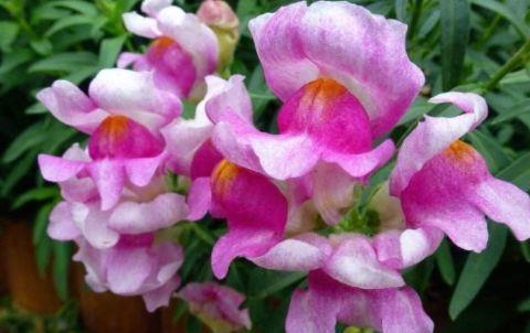 耐看|农历7月14日开始,养花养个耐看的,开花勤爱爆盆,绚丽夺目