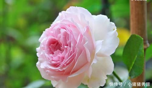 适合新手养的3种花，花大色艳，一年多次开花，物美价廉