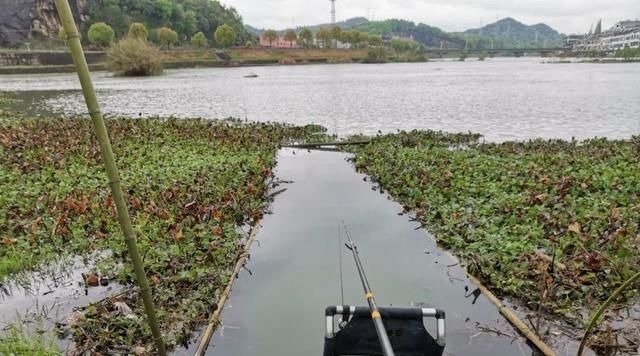 专家一天钓上千斤鱼很正常;钓鱼人你钓给我看看