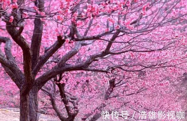 施肥|这些“老话”通俗易懂，能叫养花人少走弯路