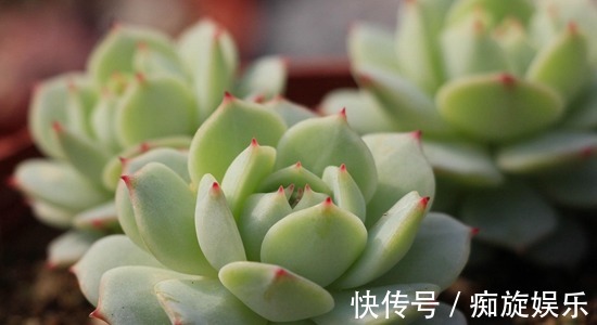 静夜|养什么多肉好6种好看好养又不贵的多肉,美成一道风景线!