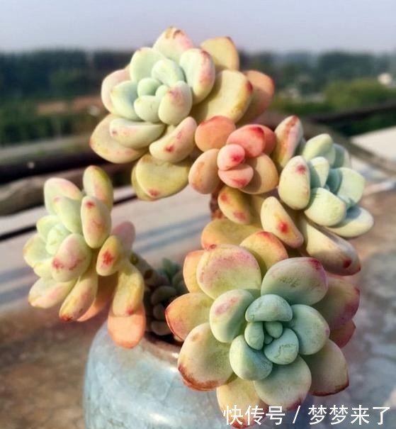 尔多|寒冷的冬季,养劳尔多肉,4点做好,劳尔一样红润饱满,且香味浓