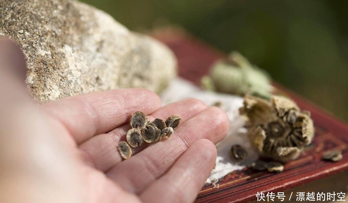 此花才是真正的“长寿花”,1粒种子埋土里,一活就是50年