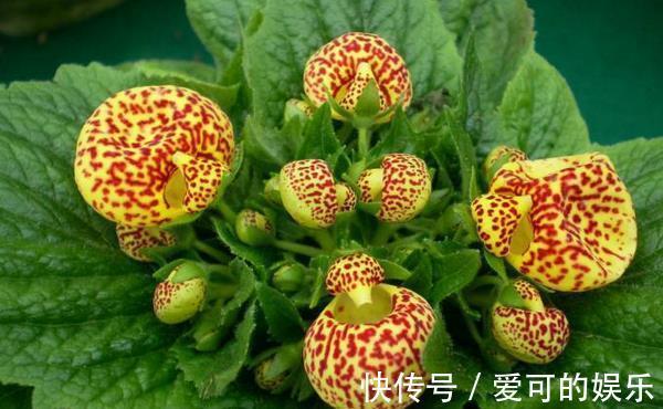 出门在外,立冬节气准备这几种“红花”,寓意幸福美满吉星高照