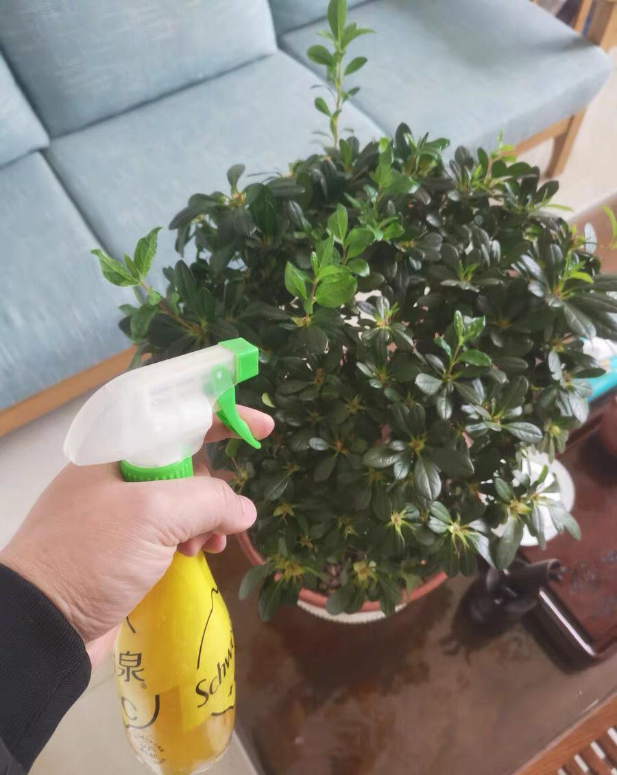 花盆里加几滴“它”,月季,茉莉,栀子花再也不黄叶