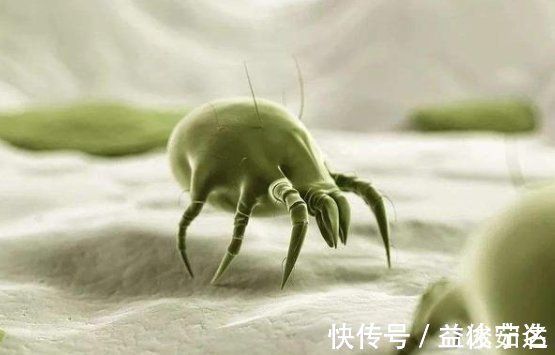 床垫|床垫用久了成螨虫窝,婆婆教我个土方法,立马把螨虫杀干净