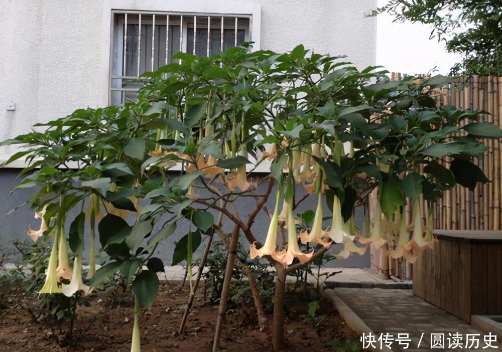 有些“网红花”,都带“毒性”,瞪大眼睛看清楚,别瞎买