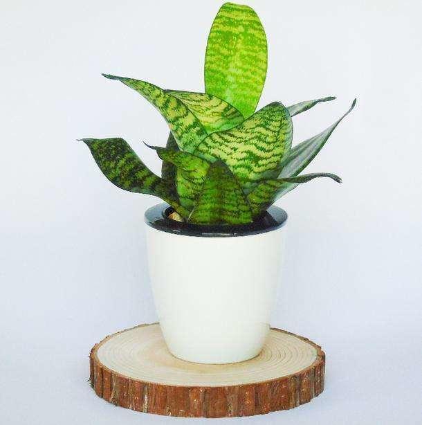 能把6种盆栽养死的站出来,以后请你们远离花草!