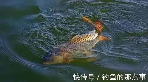 春钓鲤鱼难上钩,老钓友告诉你原因所在,钓友:大鲤鱼上个不停