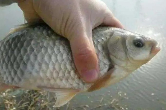 冬天,这鲫鱼钓法我隔三差五就想用,中鱼率高不空竿,钓完特过瘾