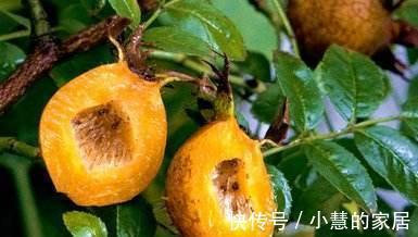 食物|女性过了40岁,3种食物要多吃,养护肌肤,美白淡斑,排出毒素