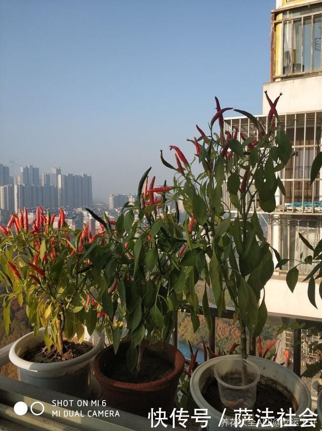 阳台养上“3种菜”,吃一茬长一茬,全家吃都够了