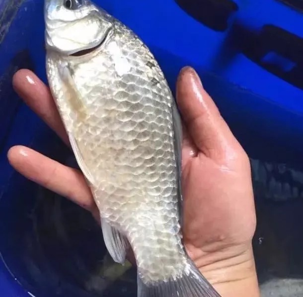 冬天不打窝就钓不到鱼?教你2招,不打窝鱼也能疯狂上钩!