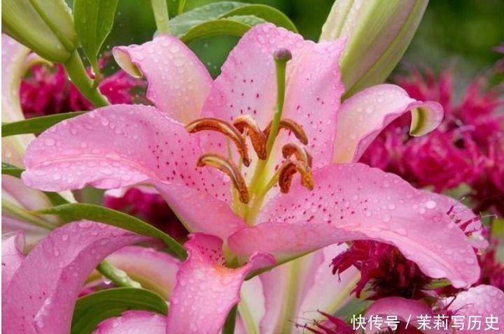 家养几款花卉,便宜又好养,花儿轻松开爆盆,养在阳台超美的