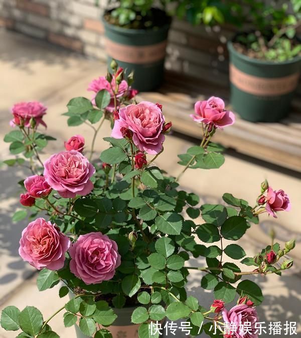 月季花|月季里的“开花机器”,能开一整年,花量非常多,阳台盆栽也可以