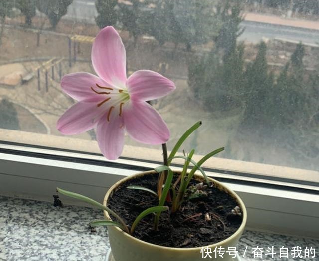 别再稀里糊涂养花了,这些基础常识,很重要!