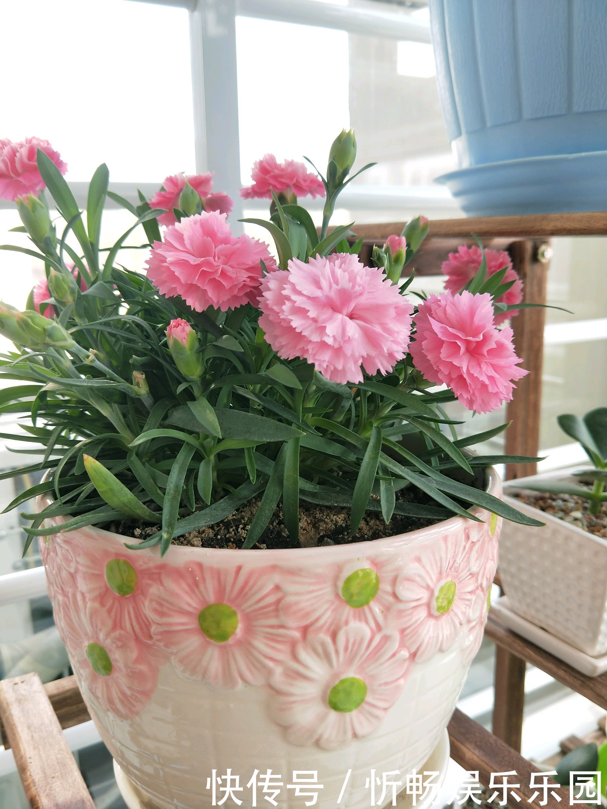 花期|一种被低估的盆栽，花期超半年，漂亮又芳香，栽培容易，值得入手