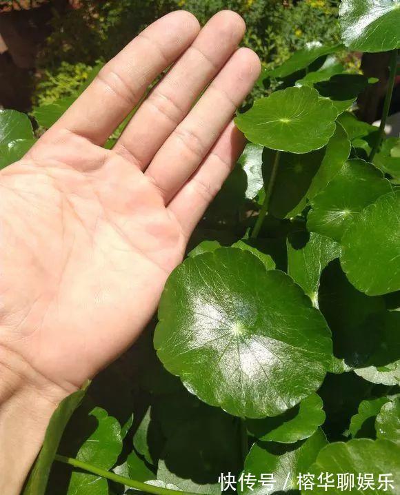 小苗|铜钱草不用买,问邻居要一根小苗,足够你爆盆了