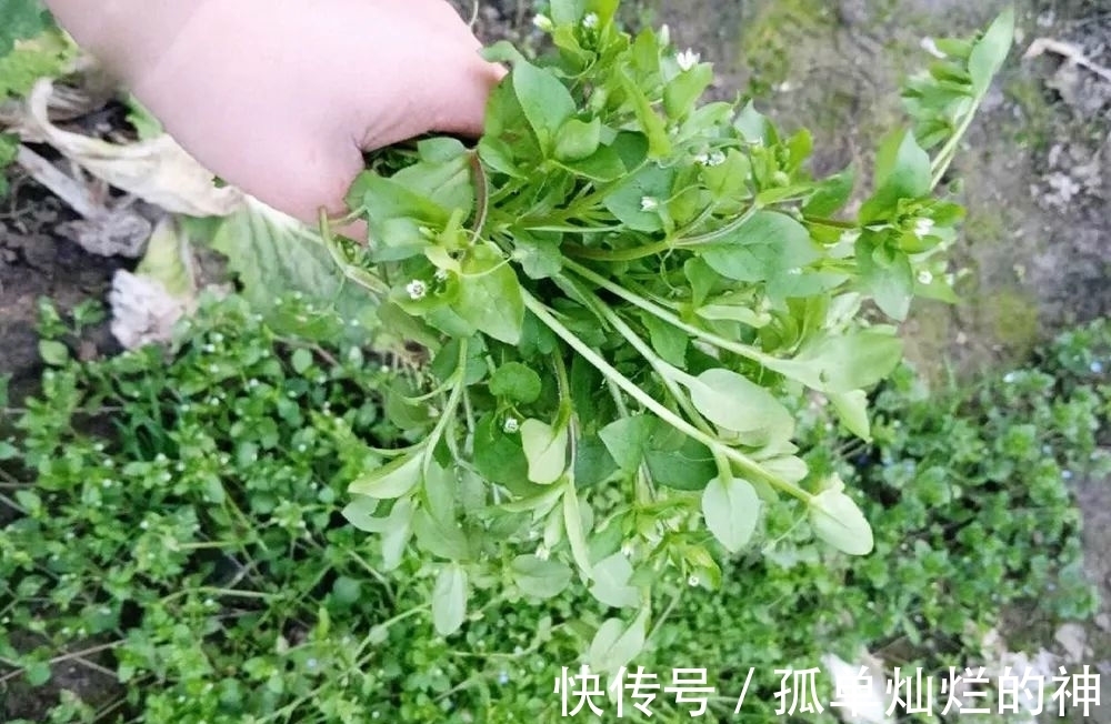 农村|农村田间常见野草，却是春季极品野菜，比豌豆尖还滑嫩，可别错过