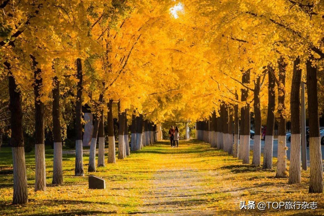 集体|惊艳！高校们集体出动，官宣最美秋景，有你的母校吗？