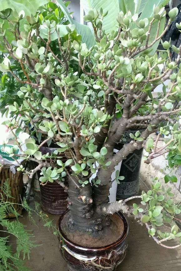 这2种大粗杆插土里,2周能生根,成活后还可以做成盆景造型