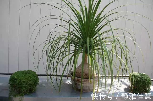 大肚子|6种耐旱花,“大肚子”里面都是水,一个月不浇也没事!