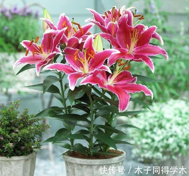 冬季买花就选这九种,冬天也能有花赏,春节变得喜庆、红艳艳