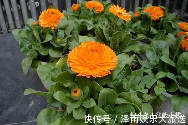 被忽视的一种花，花朵鲜艳，还能吃，药用价值也不低