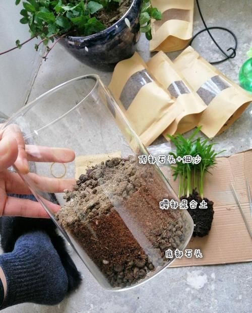 这花真好养,叶子沾点水就能活,7天爆满一大缸