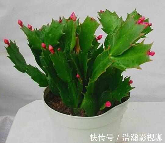 蟹爪兰花凋谢后不要扔,学会一招,很快就能爆盆