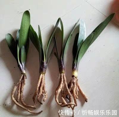 君子兰|4个养“君子兰”的小口诀,叶子厚又亮、满盆大白根,轻松养好!