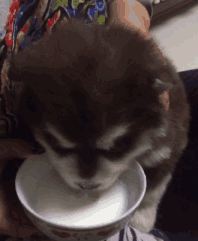 |搞笑GIF:这位仙女的身体柔软程度着实是非常吓人的呢!!