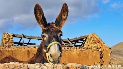 饿死|俗语驴肉香马肉臭,饿死不吃骡子肉,现在才知道古人说的有道理