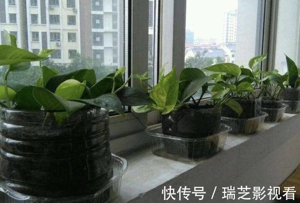 自制|居家自制肥:别光盯着淘米水了,用它们做花肥,营养价值更高