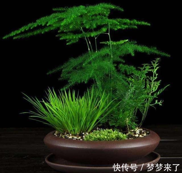 文竹|文竹冬天太怕冷,用点小技巧让文竹安全越冬