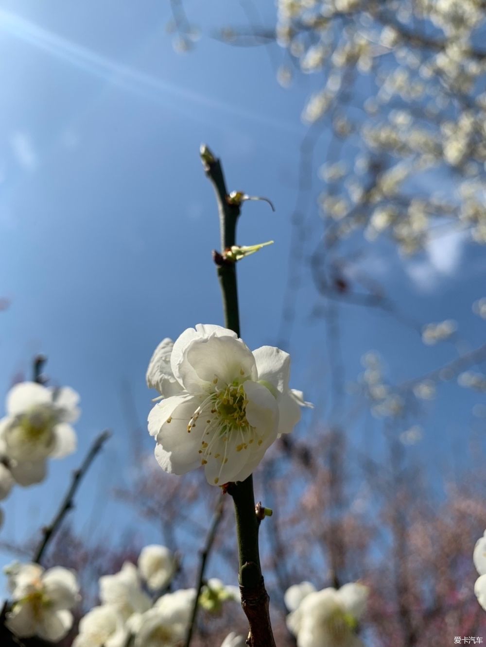 太阳出来了,成都人也在古镇、河边、草坪打挤