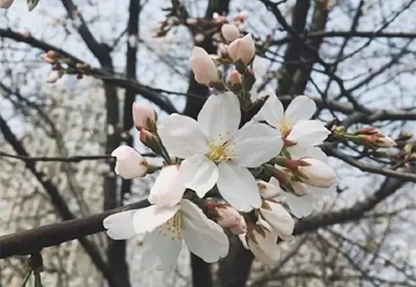 绝美！余杭网友惊呼“樱花大道”，提前半月盛开！专家：搞错了！