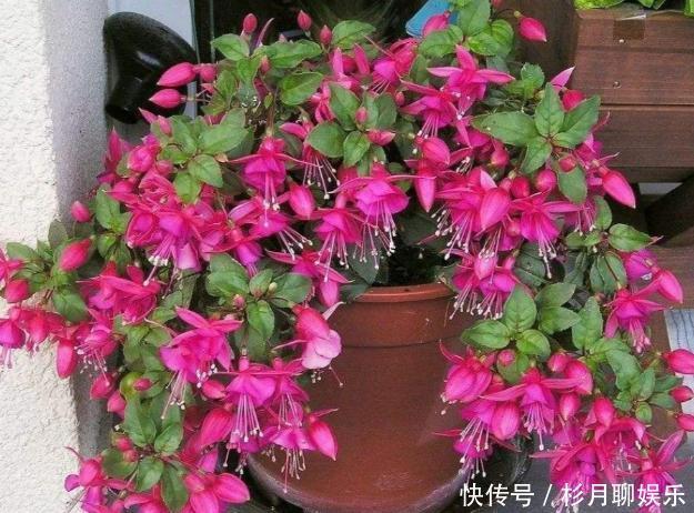 风铃|客厅摆放这5款花草,打理省心,连假花、空气净化器都省了