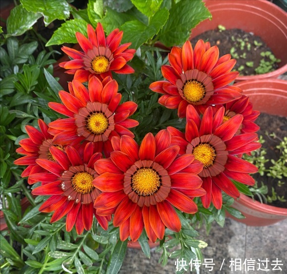 铁线莲|4种“漂亮花”,最好买小苗,2个月就开爆,比买大苗划算多啦