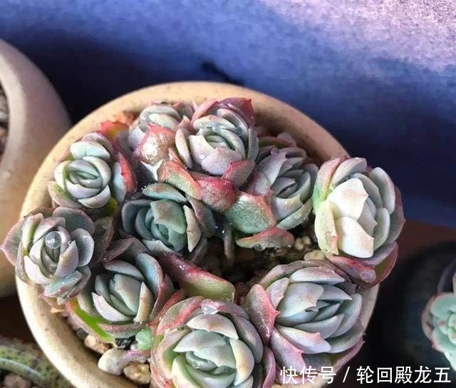 7字秘诀来养多肉,入坑9年多肉植物没徒也没腐