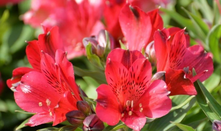 1种香水花,花开似“蝴蝶”,耐寒耐旱、好养活,新手也能养爆盆