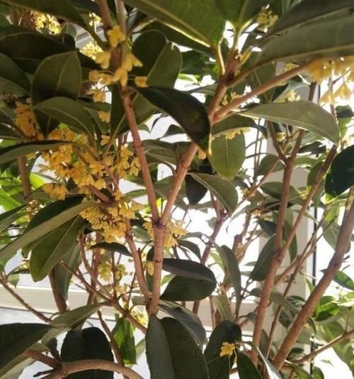 客厅养花，这6种“香香花”，花香浓郁，养在客厅衣服都带香味