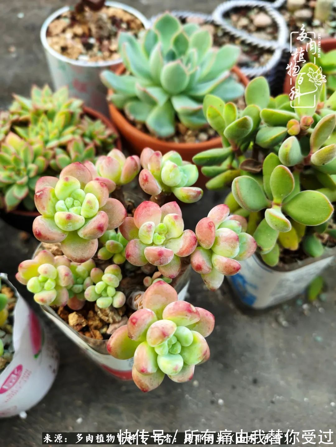 人如多肉，经阳光雨露历练后，亦会越挫越勇！