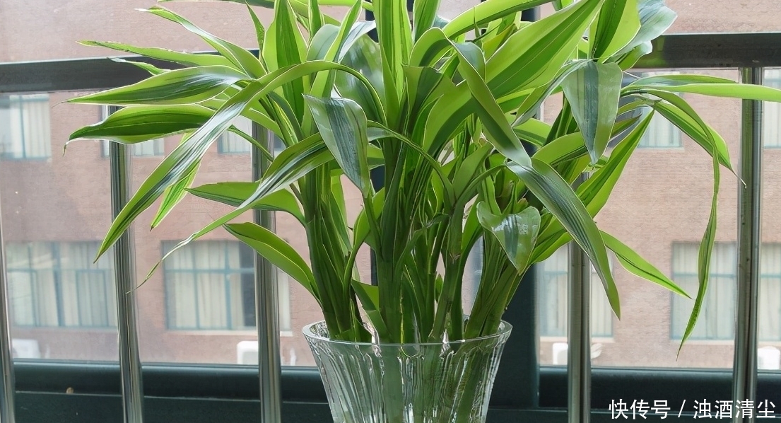 进入1月，给家里养“3种花”，寓意好、空气清新，越养越喜欢