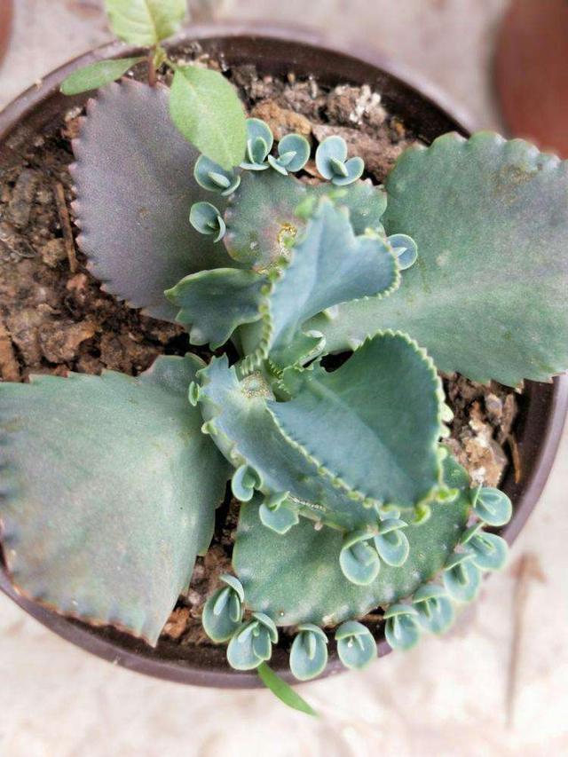 多肉萌新养这几种，不用打理就能活，省心省事颜值不低