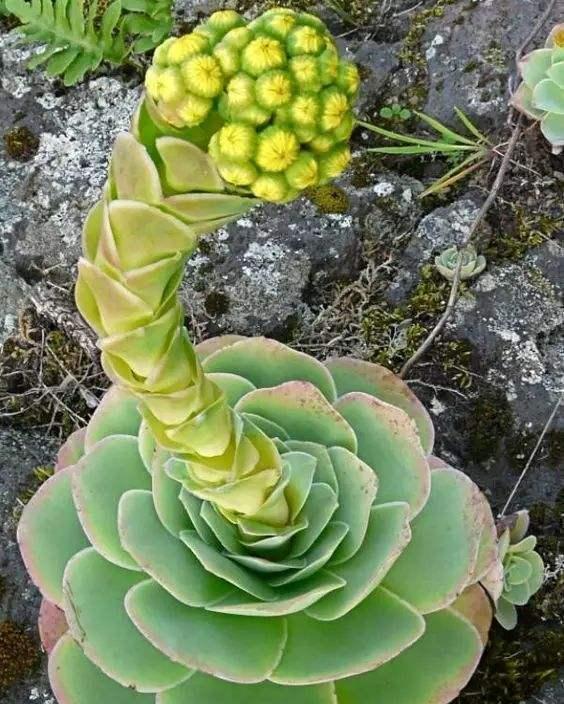 用生命开花的3种多肉植物,开完就死,你家有的话要小心