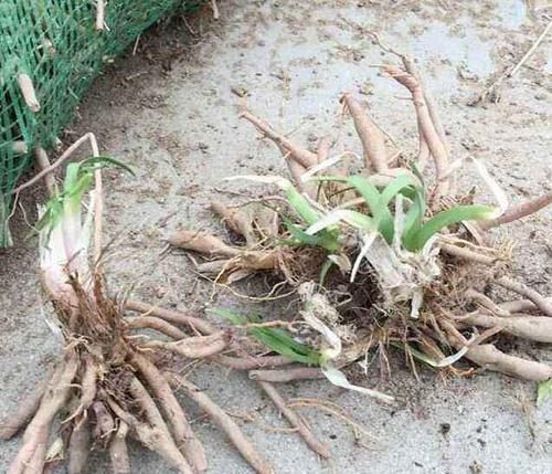 肝脏|脂肪肝的“克星”来了,连吃一个月,赶走脂肪,肝无忧!