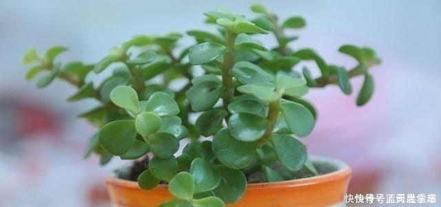 植株|胡大妈是养花达人,最喜欢“金枝玉叶”,就用3个技巧,枝枝有花!