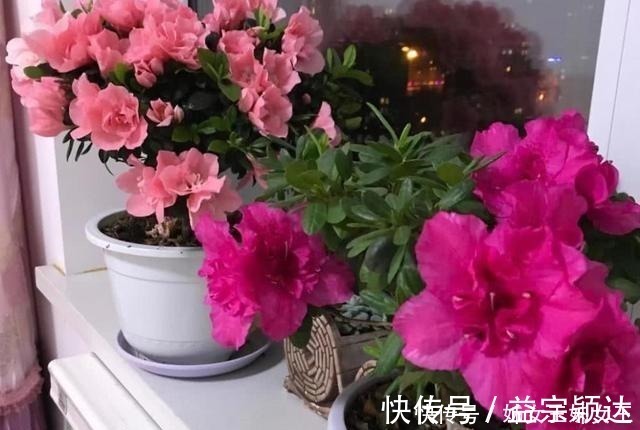 叶子|磷酸二氢钾,喷叶子好还是灌根好看一眼就能明白,别弄错了!